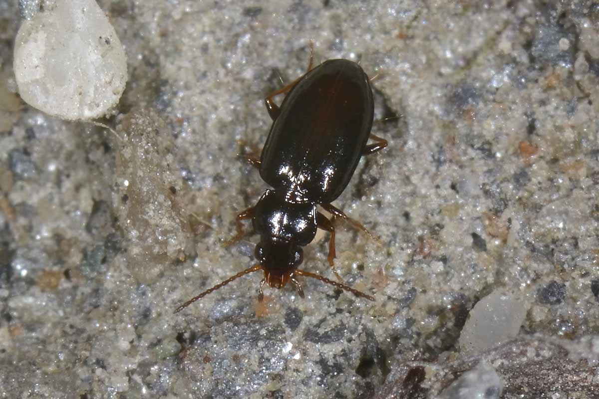 Minuscolo Carabide: Tachyura sexstriata